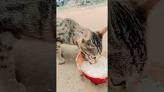 #vlog #cat #shortsvideo #shortvideo #shorts #short #subscribe