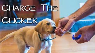 Labrador Retriever New Puppy - Do This First