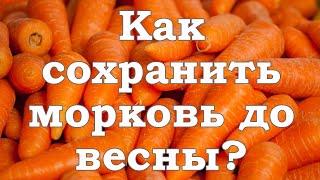 Как сохранить морковь до весны? Сад. Огород. Садовод и огородник.