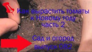 Как вырастить томаты к Новому году 2 часть Сад и огород выпуск 082