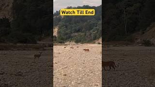 Tiger attack  Watch Till End - Jim Corbett National park #shorts #tiger #jimcorbett #travel