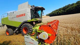 Claas Lexion 570 Harvester mit V 750 beim Weizen dreschen 2024