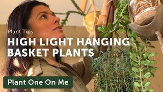 20+ Hanging Basket Plants for Higher Light Areas — Ep 164