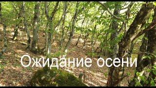 «Ожидание осени». Слова и мелодия Николая Носкова