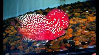 5 Amazing Red Monkey Kamfa Flowerhorn Cichlid | Flowerhorn Boss