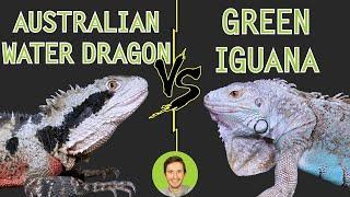 Australian Water Dragon vs Green Iguana Compared - Head To Head