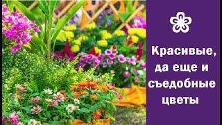  Красивые, да еще и съедобные цветы, которые придадут блюдам оригинальность