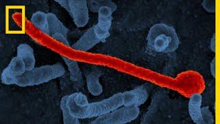 Ebola 101 | National Geographic