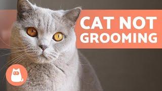 My Cat Is NOT GROOMING Anymore  (Why and What to do)