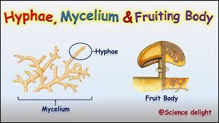 What is a hypha, mycelium and fruiting body?[Science behind fruit body]