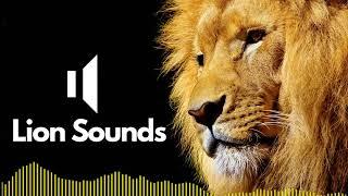 Lion Sound Effects (Roar) | No Copyright