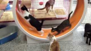 Cats running wheel