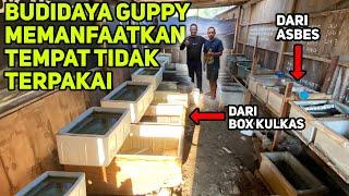 Cara Mudah Budidaya Ikan Guppy Memanfaatkan Tempat Tidak Terpakai! Farm Mutia Guppy Sangiran!