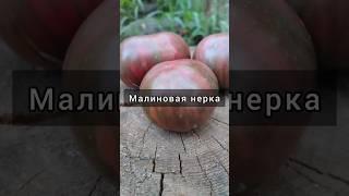 Томат гном Малиновая нерка #теплица #огород #сад