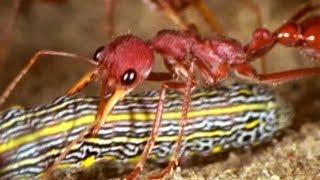 Facts About Ants  - Secret Nature | Ant Documentary | Natural History Channel