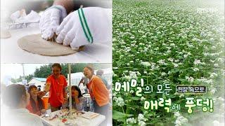 탐나는 제주 현장 속으로 [메밀의 모든 매력에 풍덩!] KBS제주 250611방송