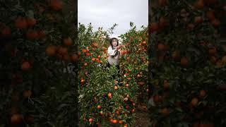 Beautiful Nature with Rural Life (P156) - Beautiful tangerine farm, harvesting sweet tangerines