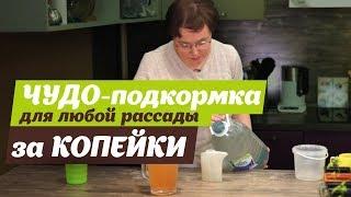 СУПЕР ПОДКОРМКА ДЛЯ РАССАДЫ ЗА КОПЕЙКИ. Рассада будет расти как на дрожжах