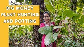 Big Money | Zero Cost Plant Hunting | Epipremnum Aureum | Pothos Potting | Florita Casa