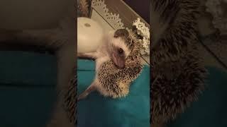 Hedgehog anointing himself