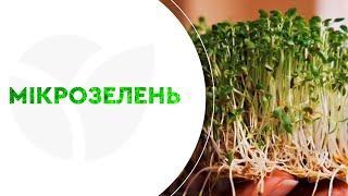 КУПИТИ НАСІННЯ МІКРОЗЕЛЕНІ | Agro-Market.ua