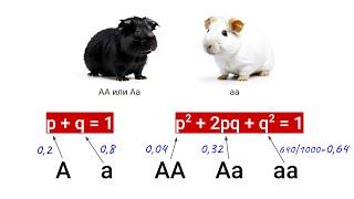 Закон Харди-Вайнберга – 3 важные вещи, которые надо знать