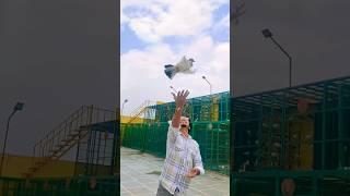 India's Biggest Pigeon Loft (Coming Soon) #homesanctuary #pigeon #birds #noorbhai