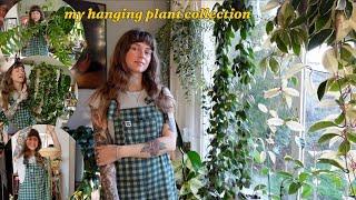  all of my hanging plants  the best plants to give your home a jungle feeling!