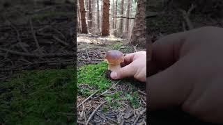 porcini,Boletus edulis 2023#porcini #mushroom #fungi #nature #new #forest #boletus #short #grzyby#4k