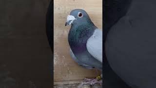 father of Goldberg Syed Ahmed wali bloodline #pigeon#pigeonfancier #kalapati#kabootar #racingpigeons