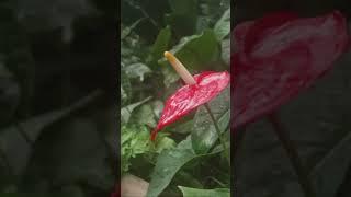 Best Anthurium Care Tips for a Thriving Plant!