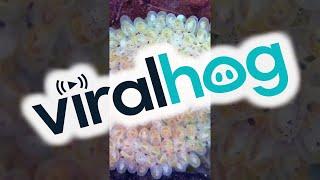 Octopus Lays Eggs Inside Seashell || ViralHog