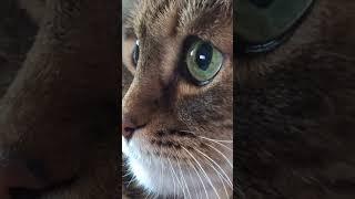 Тут и там  #cat #кот #котушка #котики ##музыка