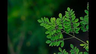 முந்நூறு நோயை விரட்டும் முருங்கைக்கீரை.. முருங்கையிலை கஷாயம்குடிக்கலாமா? | Health Benefits | Moringa