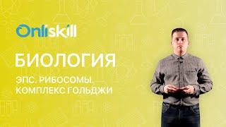 БИОЛОГИЯ 9 класс. ЭПС. Рибосомы. Комплекс Гольджи