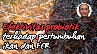 Is feed fermentation good for fish growth and FCR? #AdiSucipto 