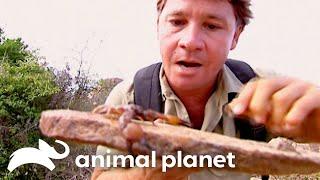 Steve, Snakes, & Scorpions! | The Crocodile Hunter | Animal Planet