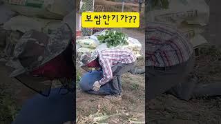 보쌈한기가~!! #콩밭에서#시골일상