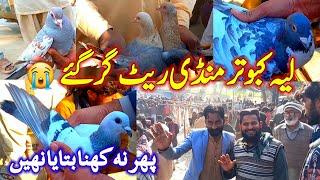 Layyah  Pigeon Market | Pigeon Rates Decreased in the Market | Then Don't Say No to Say | Pigeon |