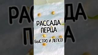 ️РАССАДА ПЕРЦА в 2 РАЗА БЫСТРЕЕ! ПРОСТО И БЫСТРО! #рассадаперца #перец #грунтдлярассады