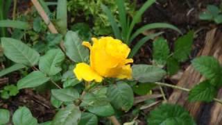 Abreu's garden 2