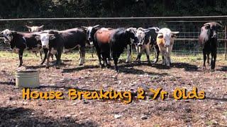 House Breaking 2 yr old Bulls!