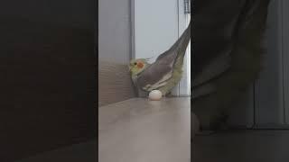 Cockatiel LAYING EGGS At The Door!  Cockatiel Sounds | Cockatiel Bird | Cockatiel | Parrot #Shorts