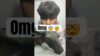 50,000 year old bison #facts #animals #entertainment #new #trending #viral #dastan #latest