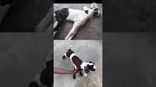 Tetanus in goat kids !!!