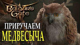 Как получить детеныша Медвесыча  Спутники в Baldur's Gate 3