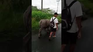 penggembala kerbau #shorts #short #animals