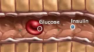 Endocryne system: The Pancreas