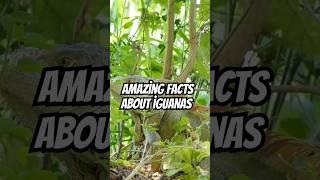  Cool Facts About Iguanas You Didn't Know! 