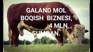 GALAND MOL BOQISH BIZNESI.